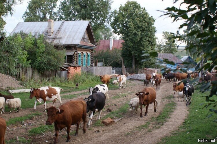 Солянка