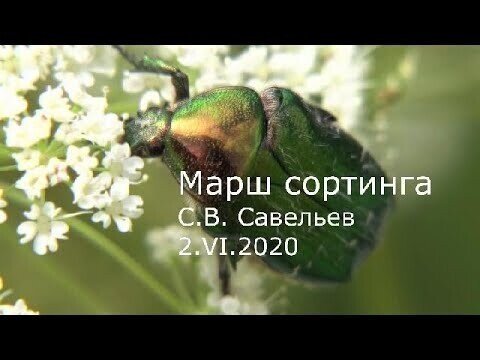 С.В. Савельев - Марш сортинга