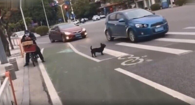 Пёс-пешеход переходит дорогу по "зебре"