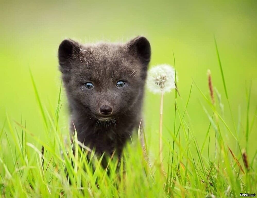 Маленький, но песец