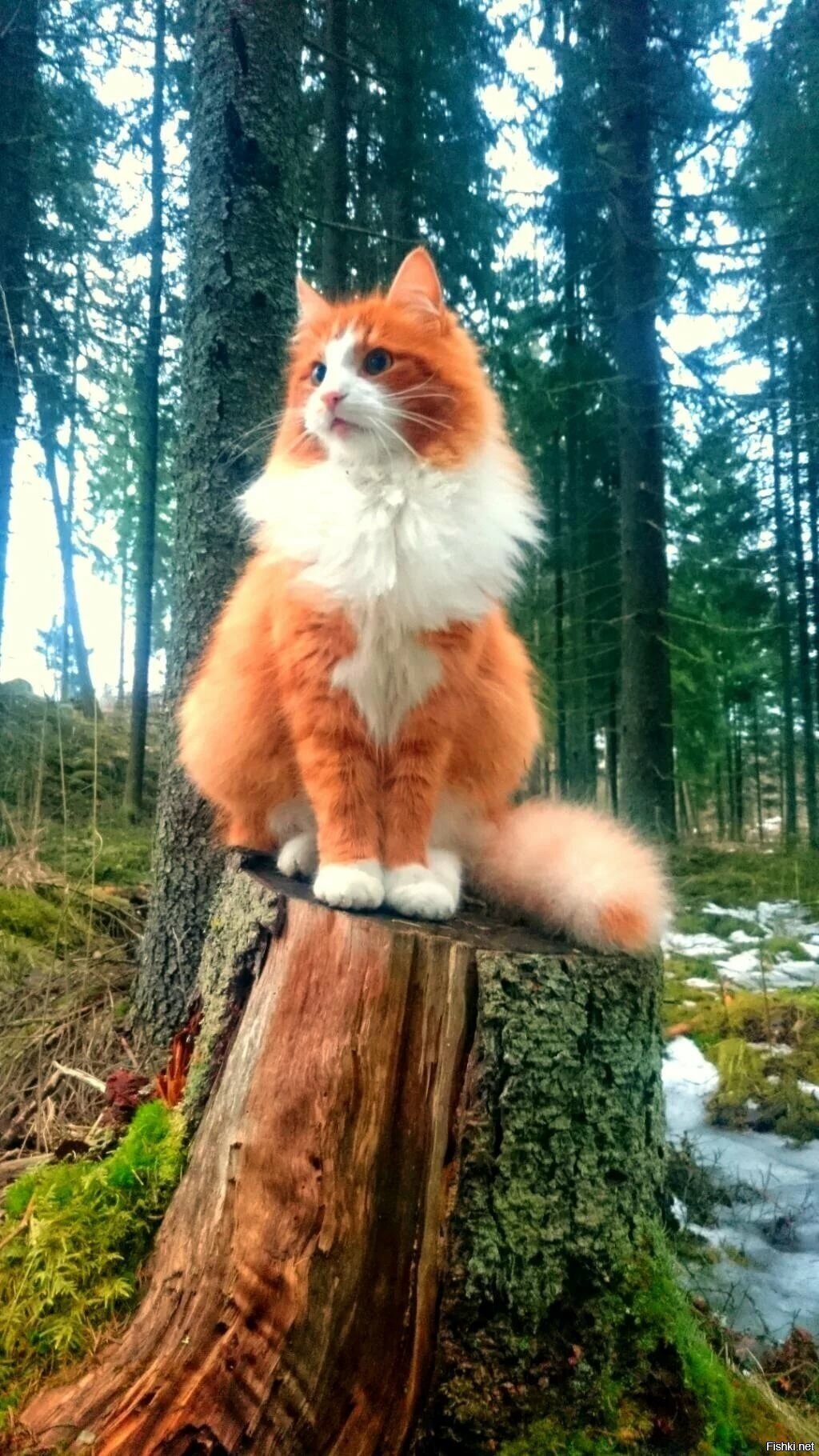Солянка