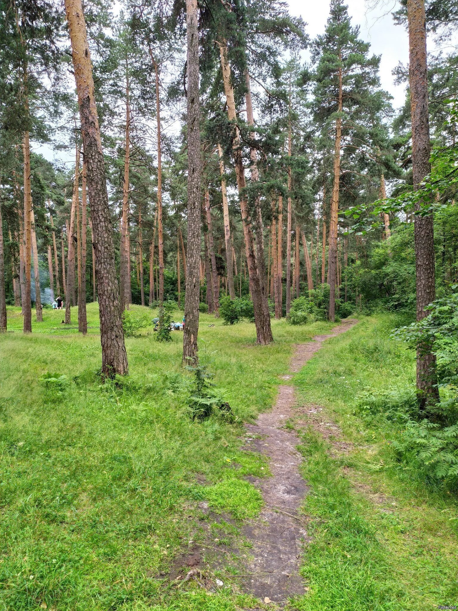Солянка