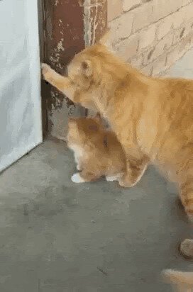 Заботливый кот