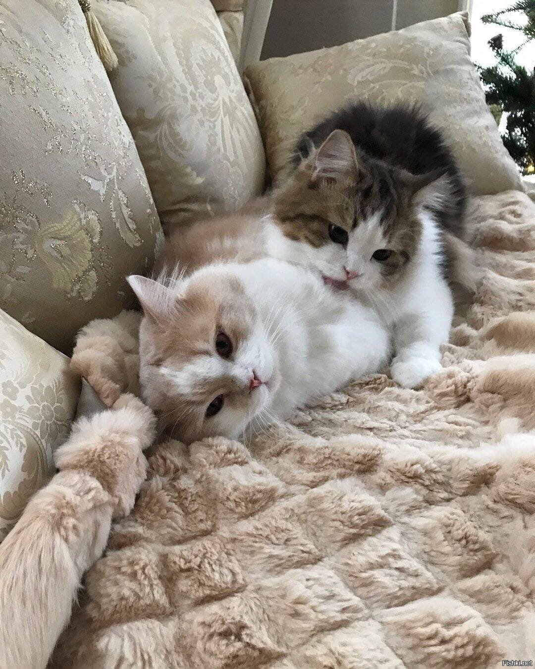 Солянка