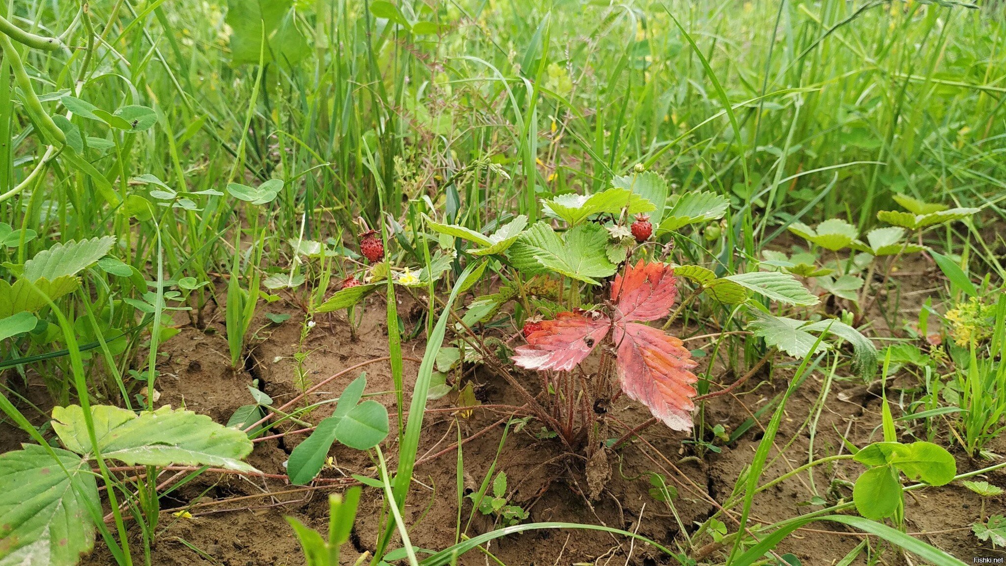 Всем земляники