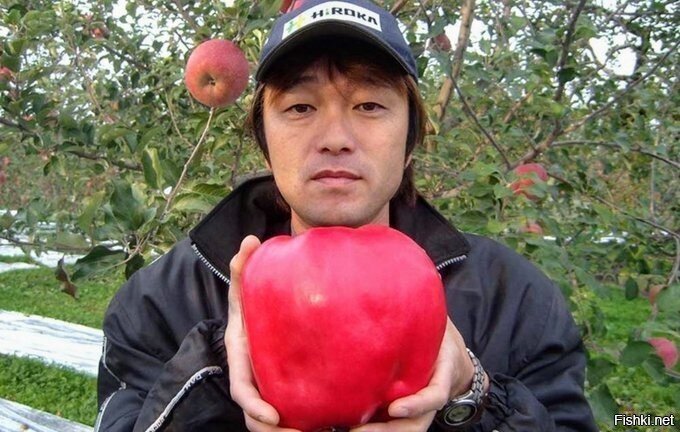 Чизато Ивасаки вырастил японскую антоновку весом 1,849 кг