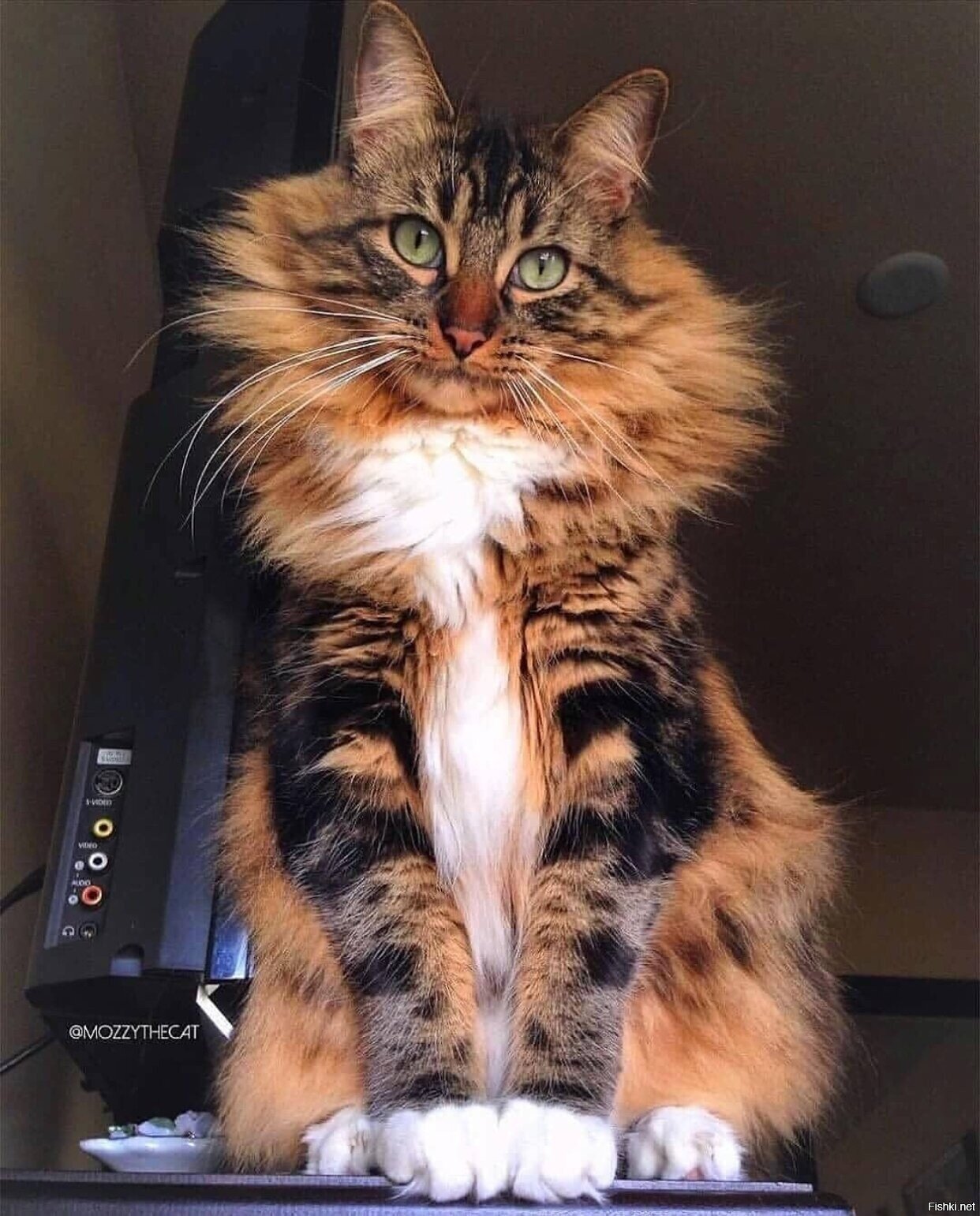 Солянка