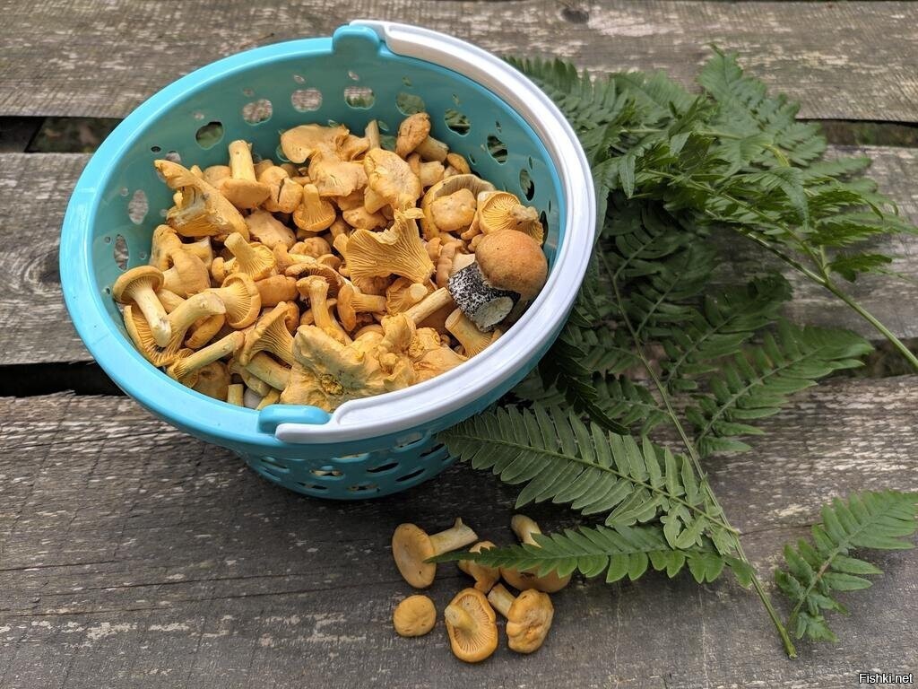 Солянка