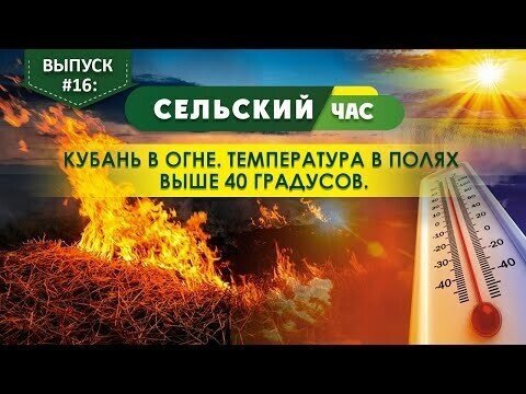 Кубань в огне. Температура в полях выше 40 градусов. Сельский час #16. (Игорь Абакумов)