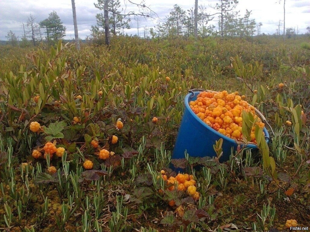 Солянка