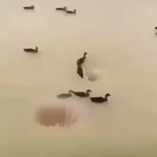 Прощай жестокий мир