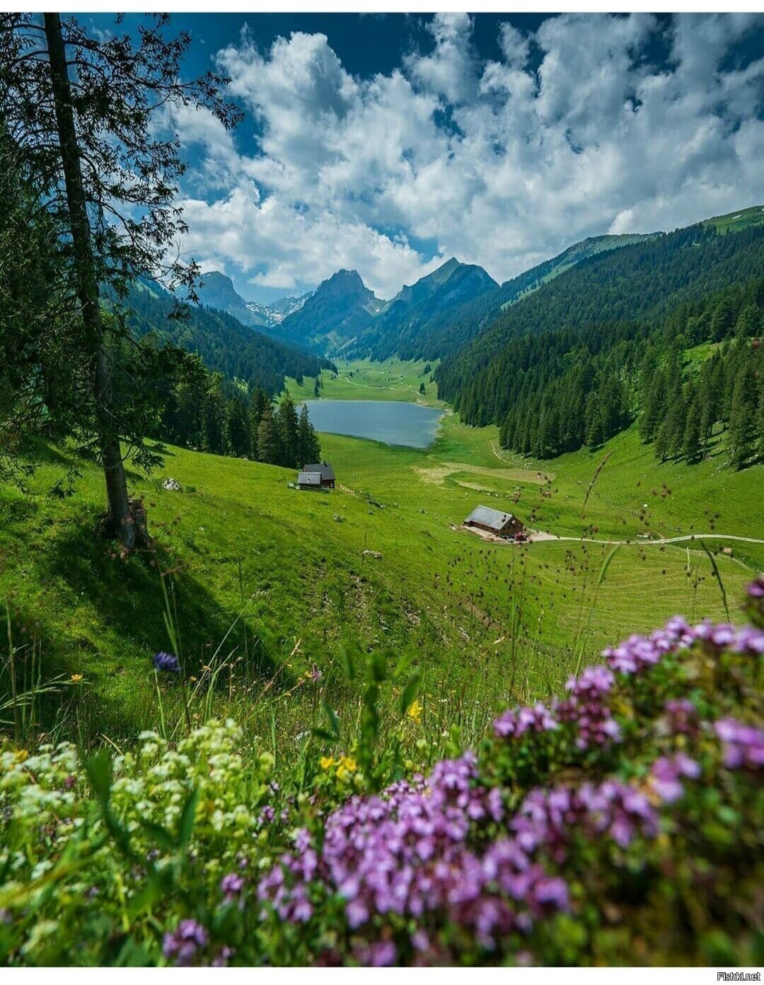 Солянка