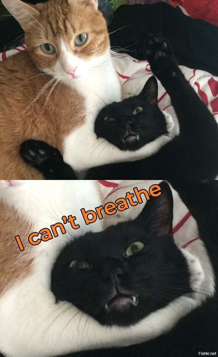 Black Cats Matter