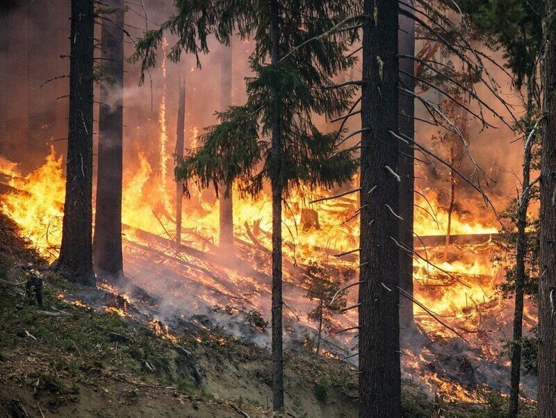 Украинские СМИ: Пожары в Луганской области могли быть поджогами