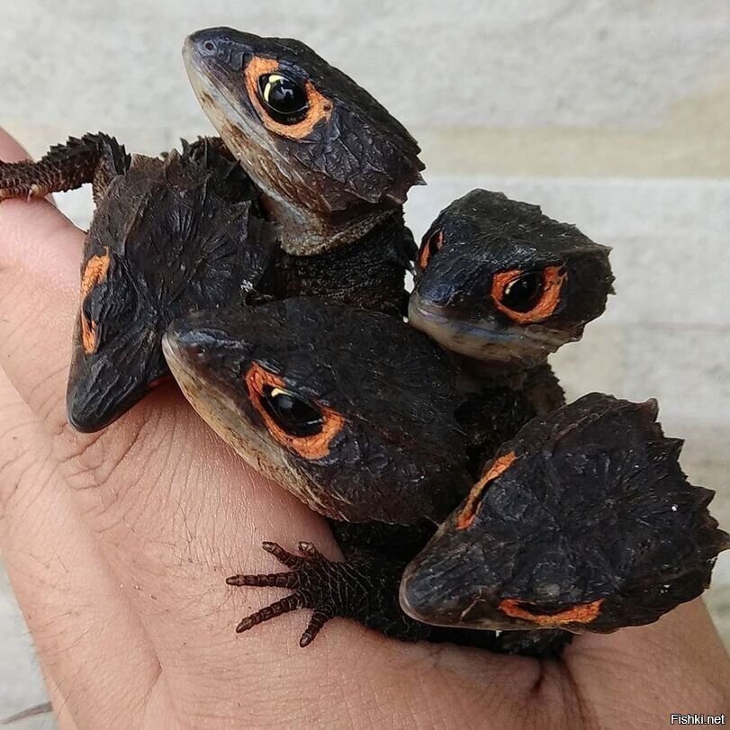 Tribolonotus gracilis-Крокодиловый сцинк