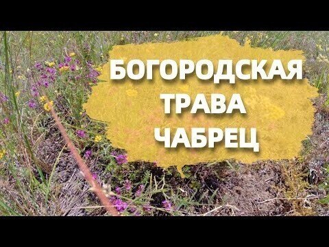 Богородская Трава Чабрец