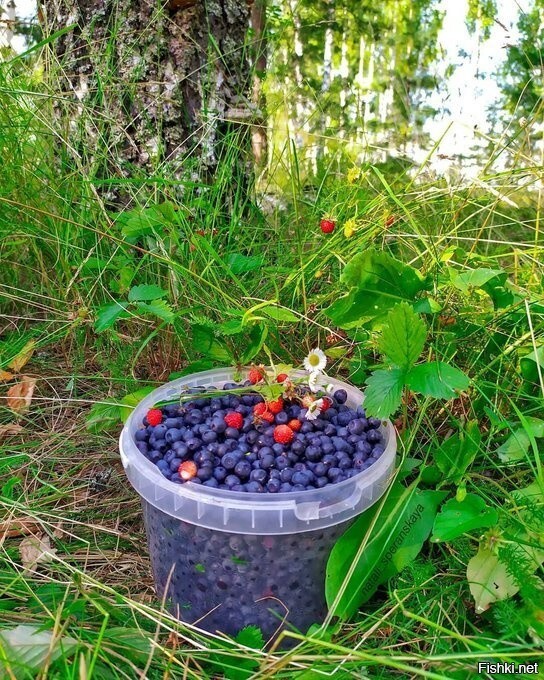 Солянка