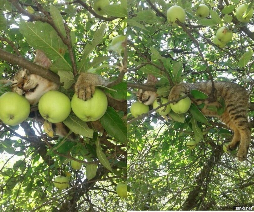 кот в яблоках