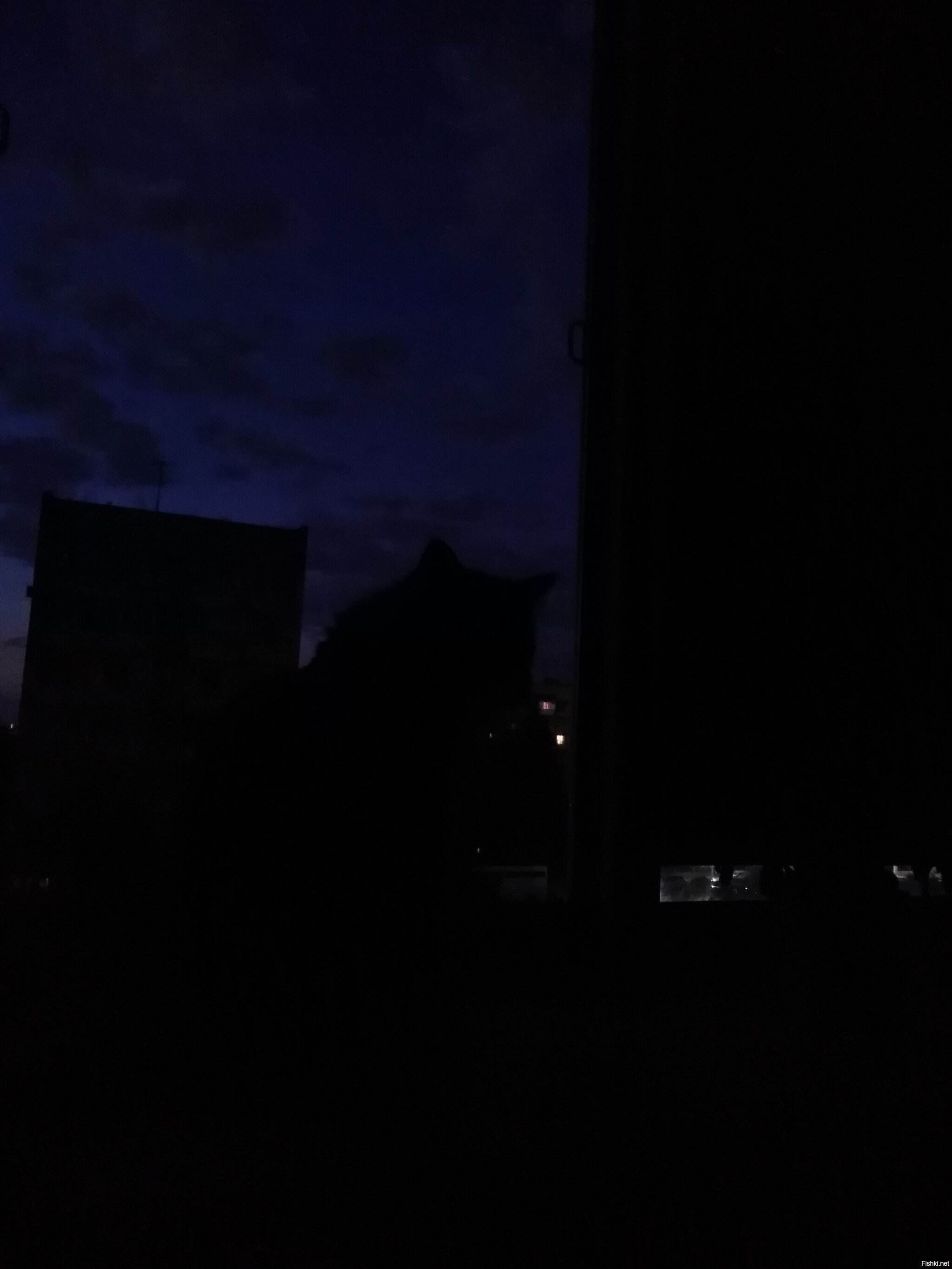 Ночного кота вам, пожалуйста