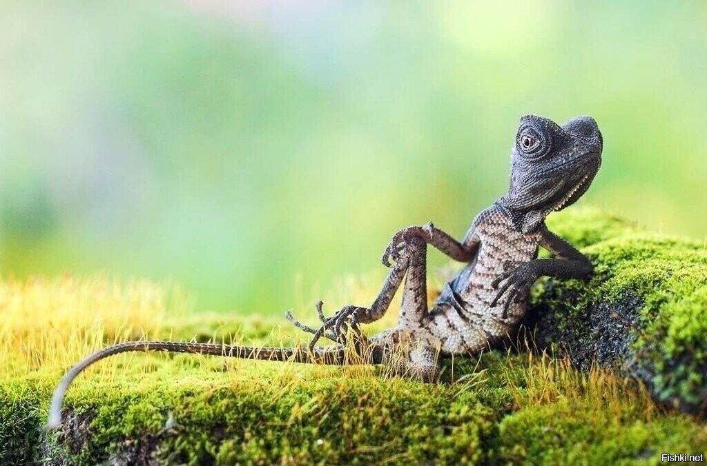 Солянка