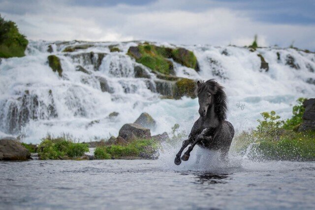 Захватывающие фотографии лошадей на фоне исландских пейзажей