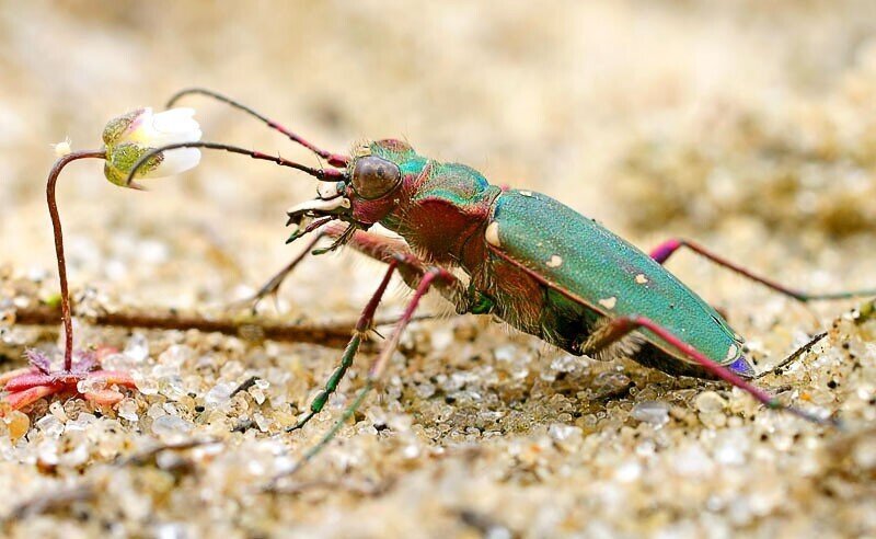 Шестиногие тигры. Cicindela campestris - полевой скакун