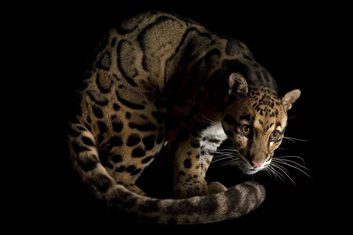 Дымчатый леопард: Последний из Саблезубых