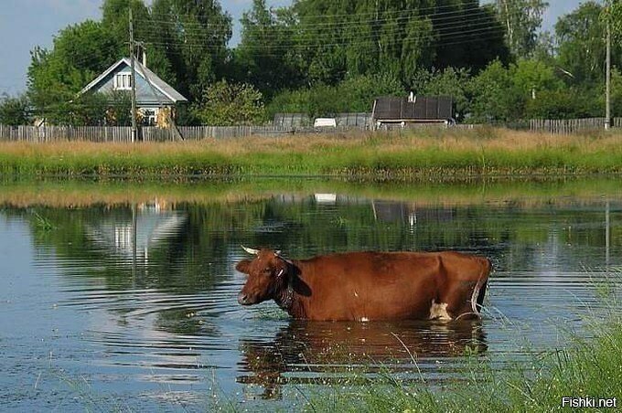 Солянка