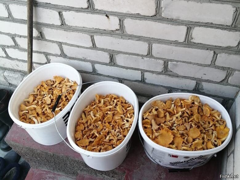Солянка