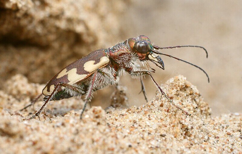 Шестиногие тигры. Cicindela sahlbergi