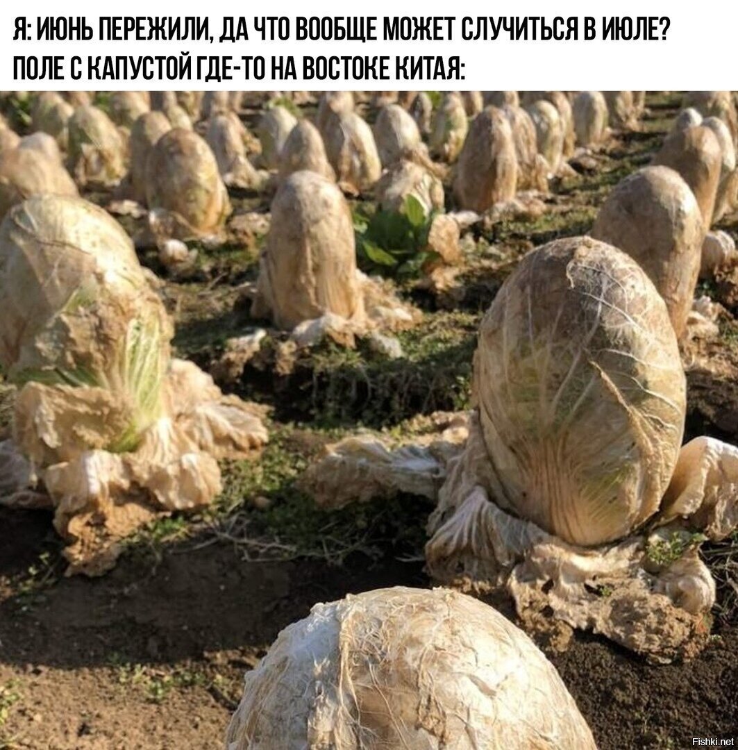 Солянка