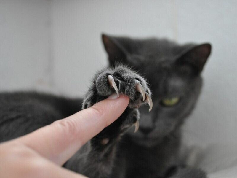 20 грозных котиков, которые не упустят шанса продемонстрировать свои когти