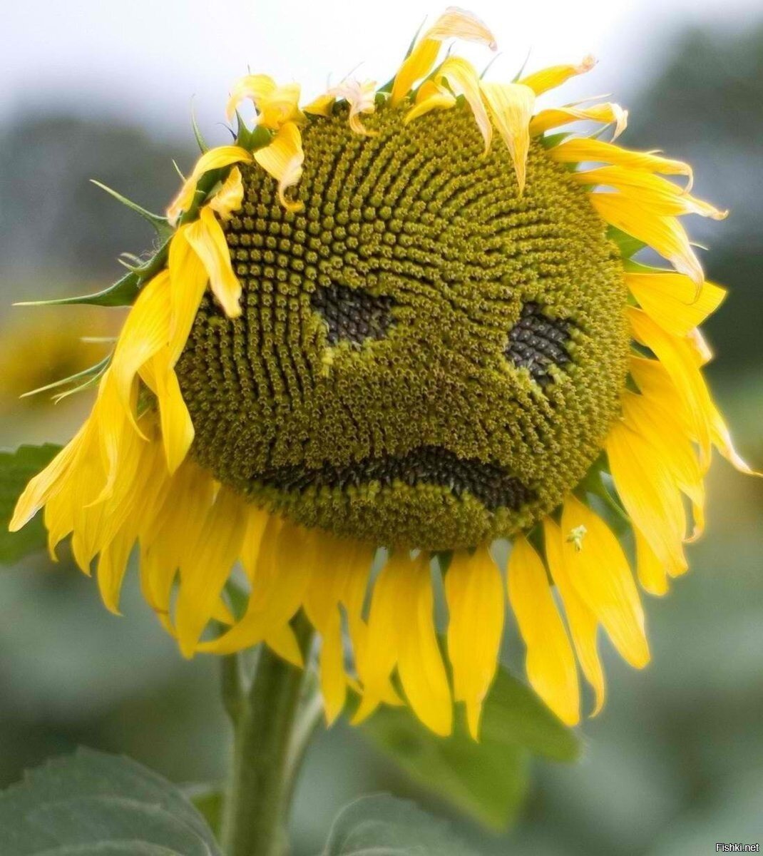Солянка