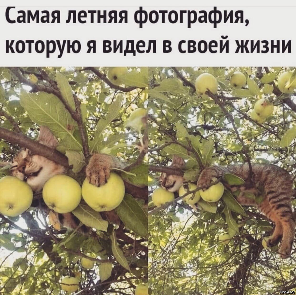 котик в яблока-а-ах