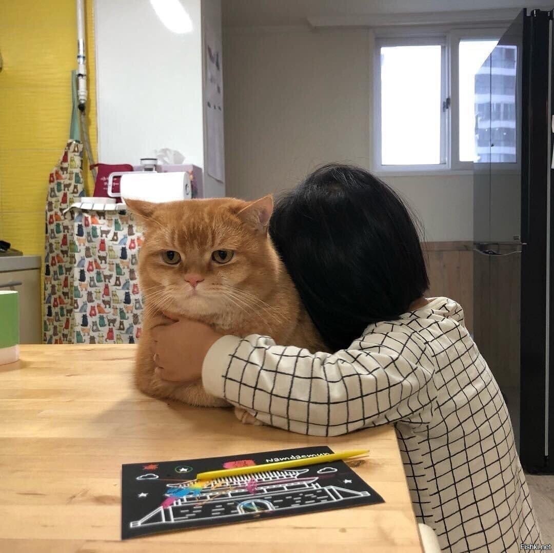 Мне бы такого кота