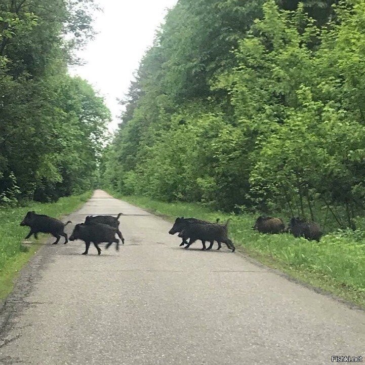 Подмосковье