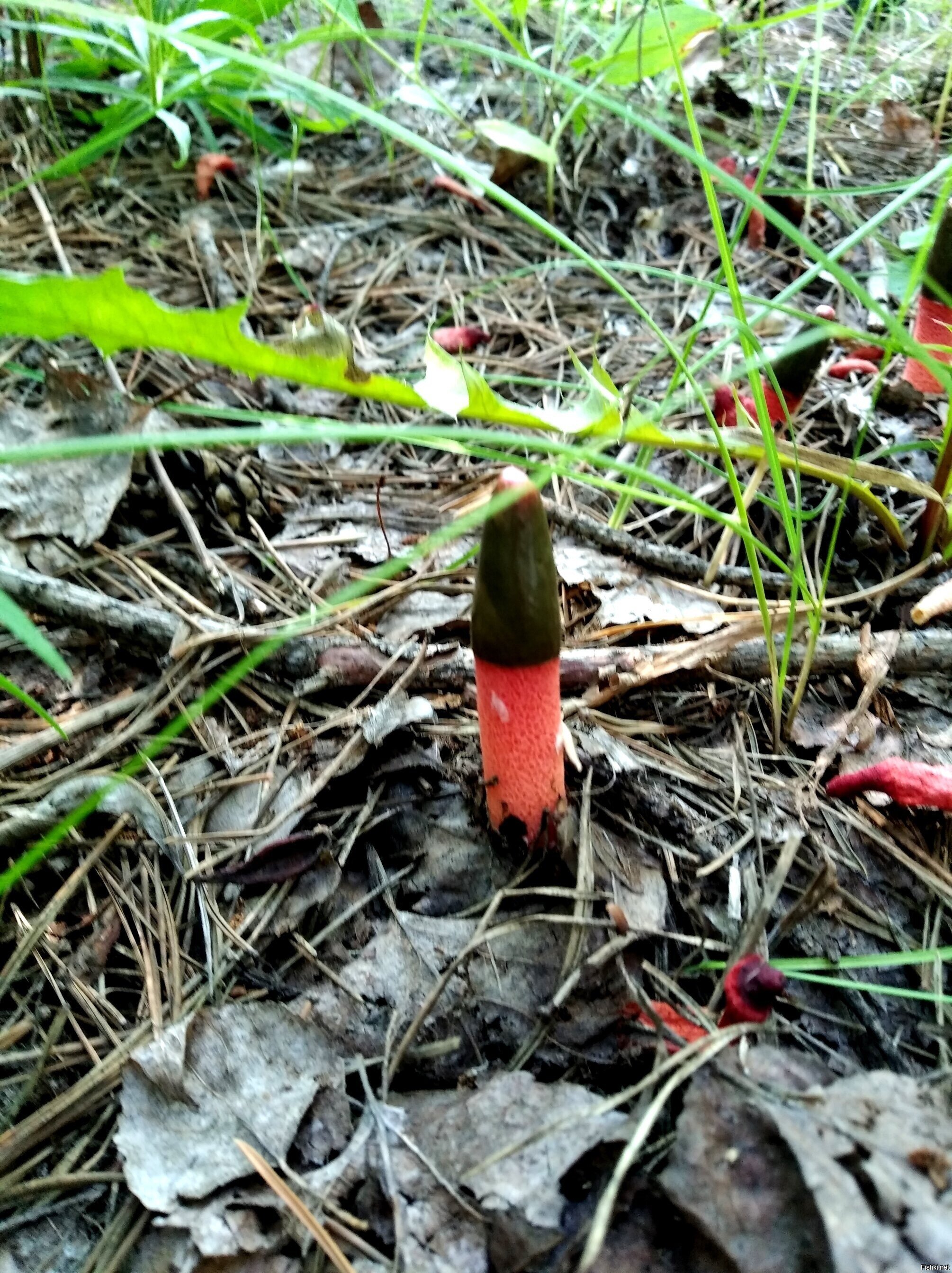 Вот чо сеня нашел