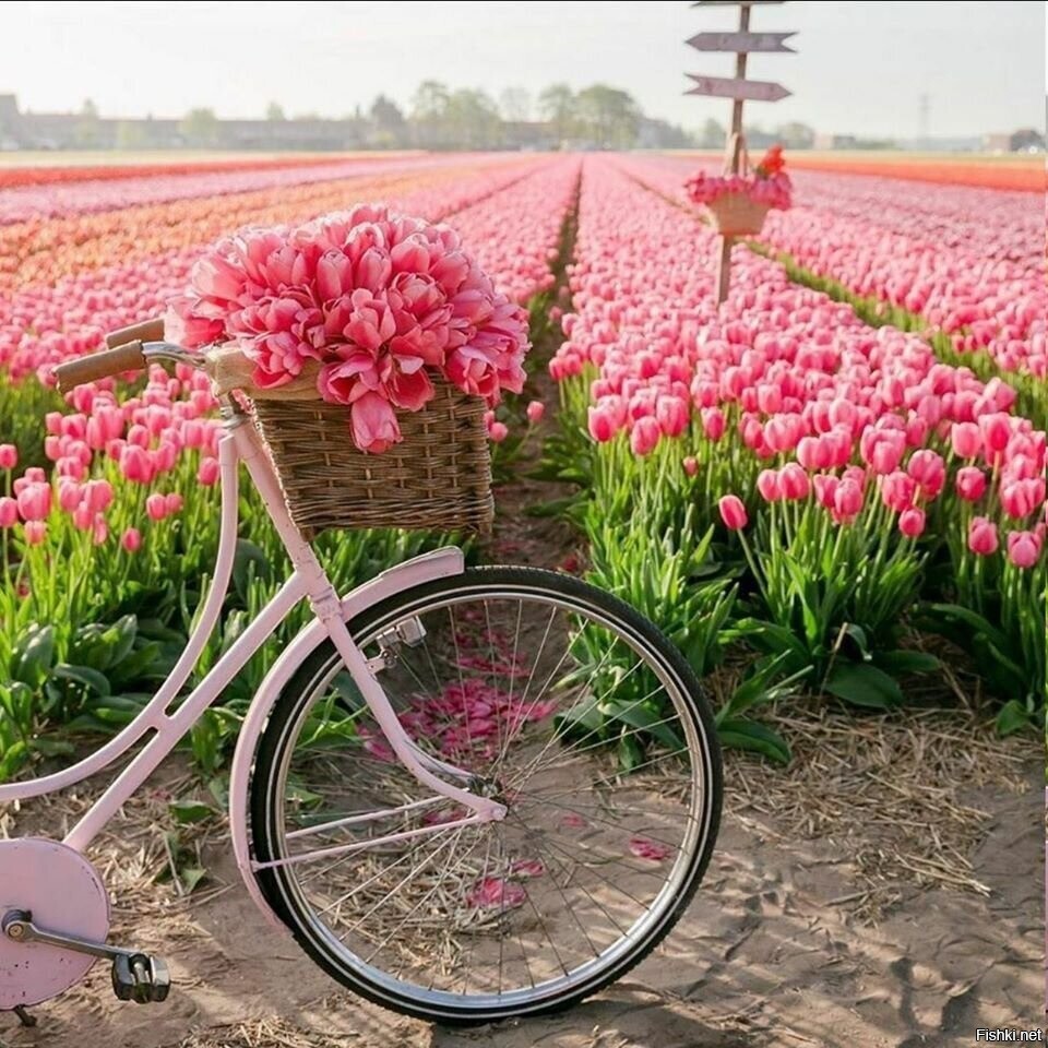 Лиссе, Нидерланды