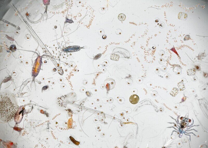 Увеличенная в 25 раз при помощи микроскопа капля морской воды