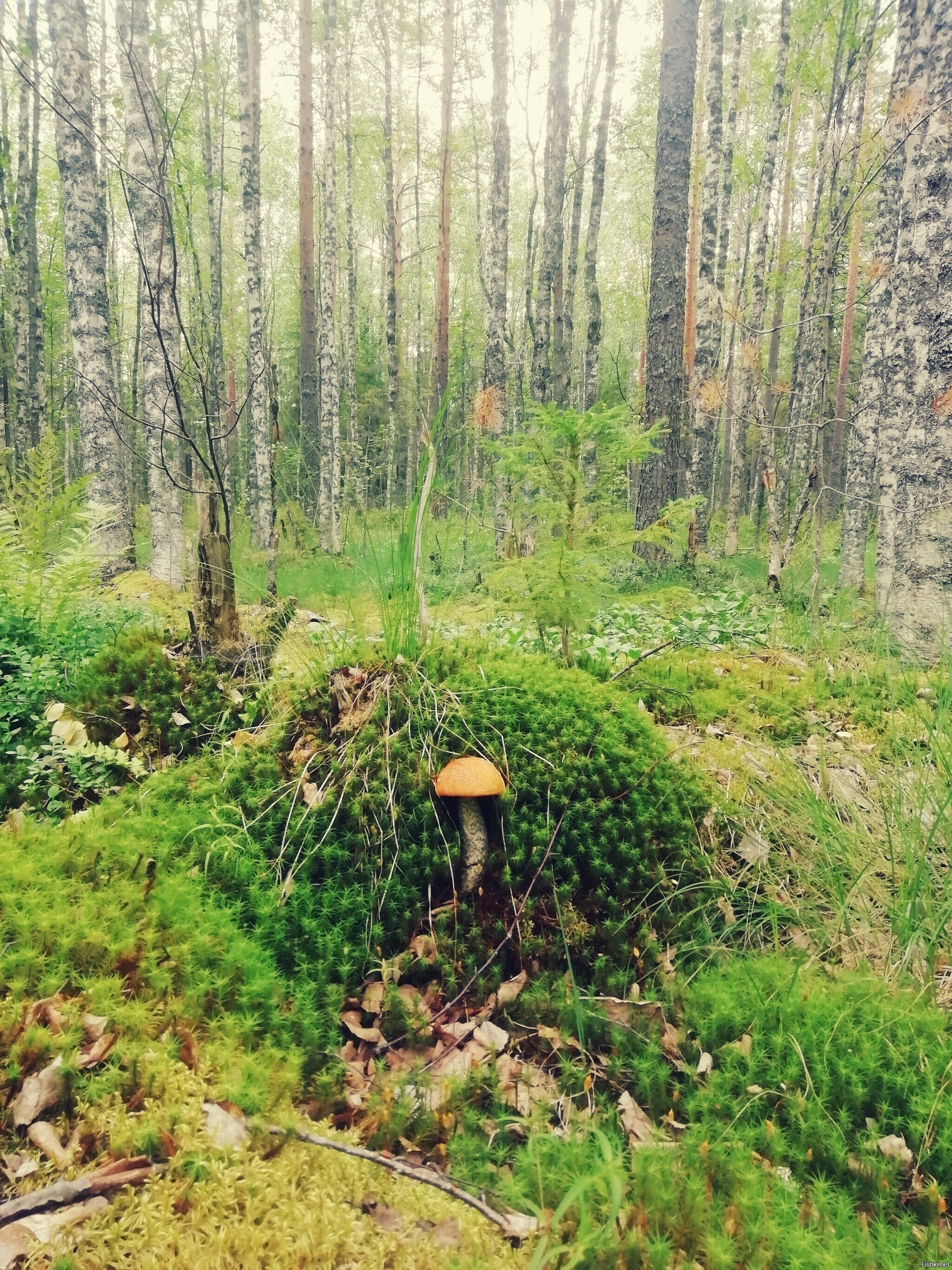 Карельский партизан