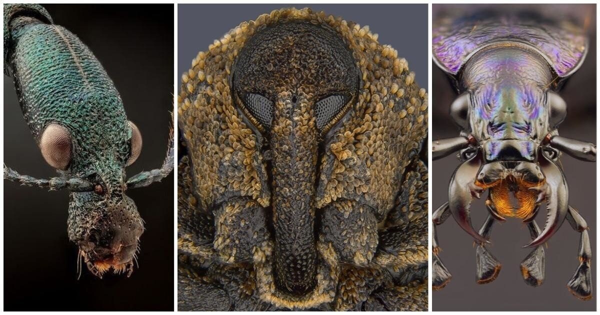 25 портретов фантастических насекомых нашей планеты