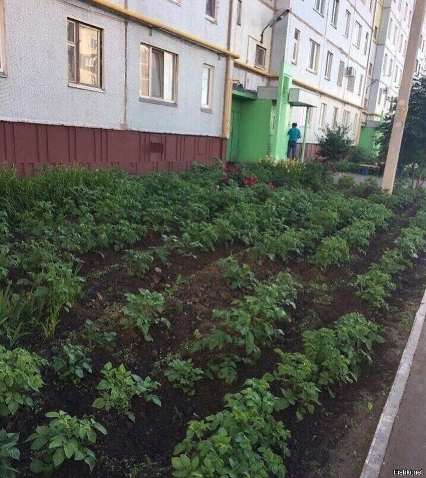 Солянка
