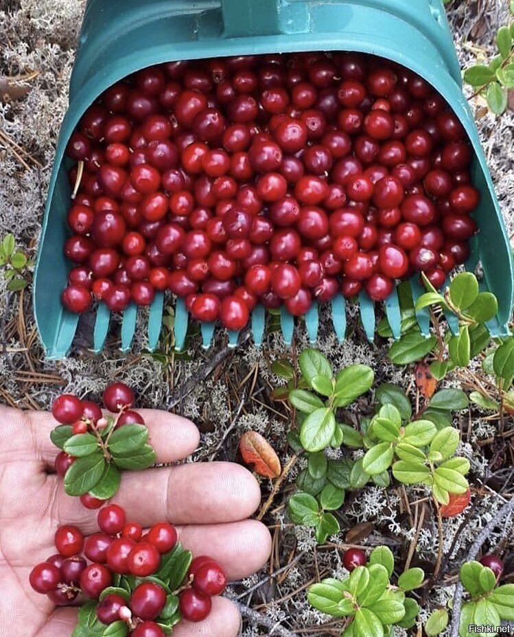Солянка