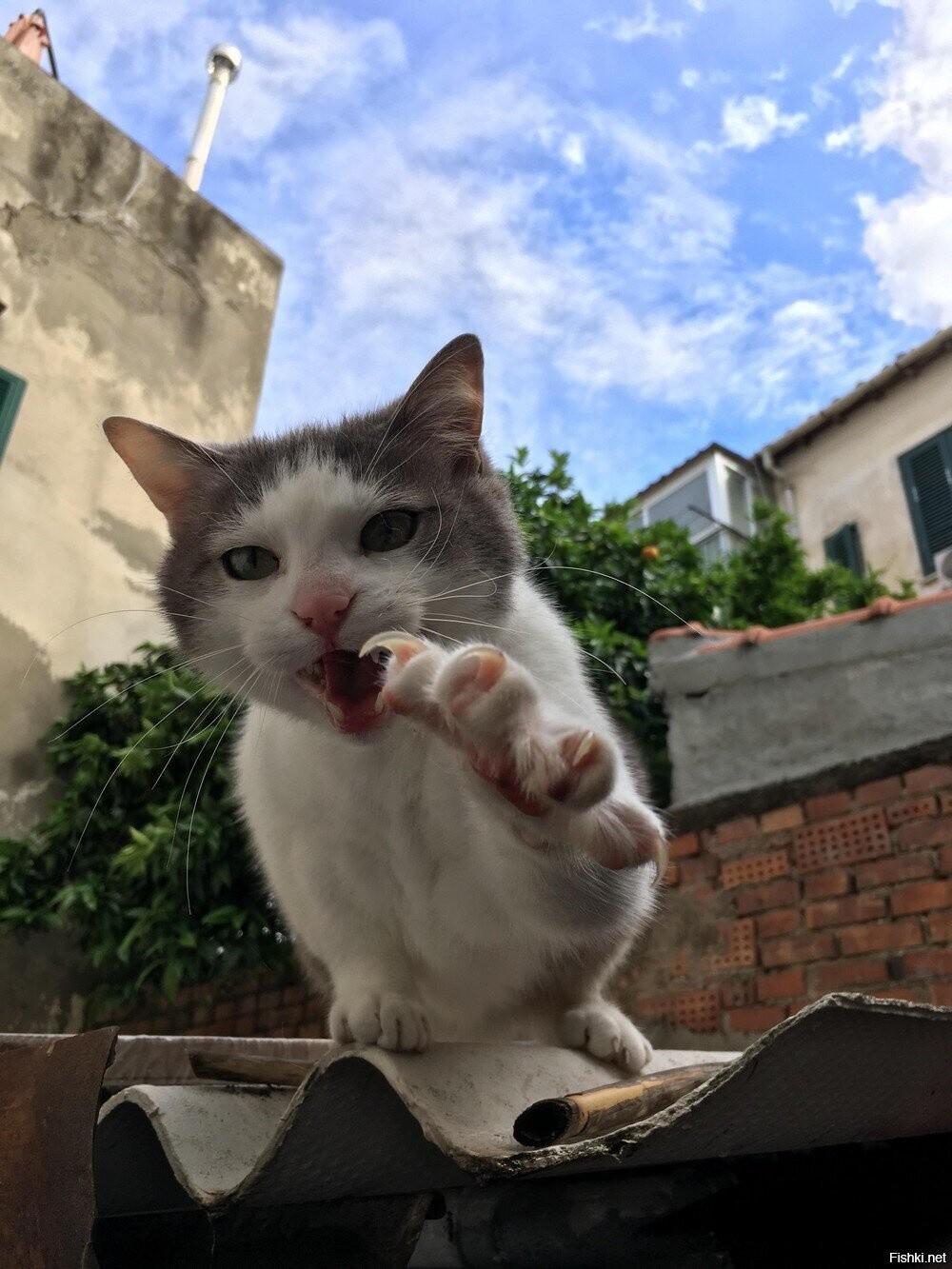 Солянка