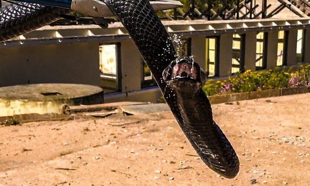 Плюющаяся кобра: Животное, для которого убить жертву — раз плюнуть