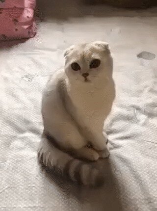 - Котя, ну сделай хоба