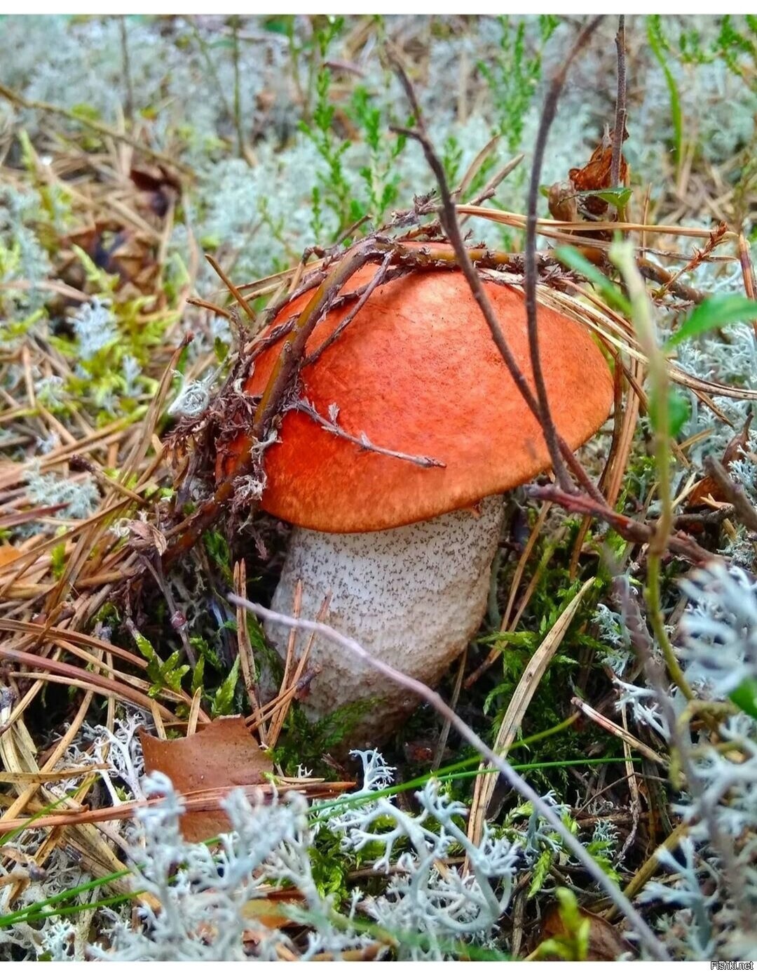 Солянка