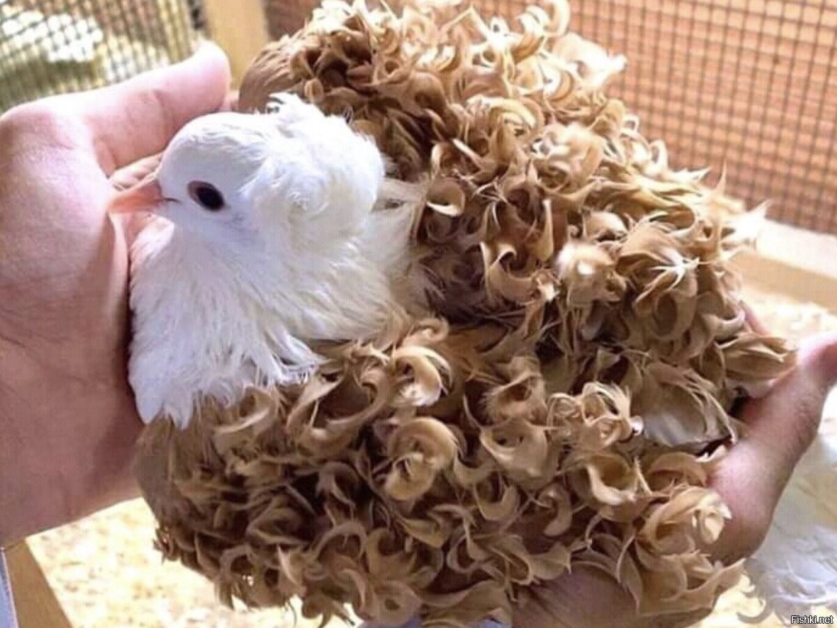 кудряшка