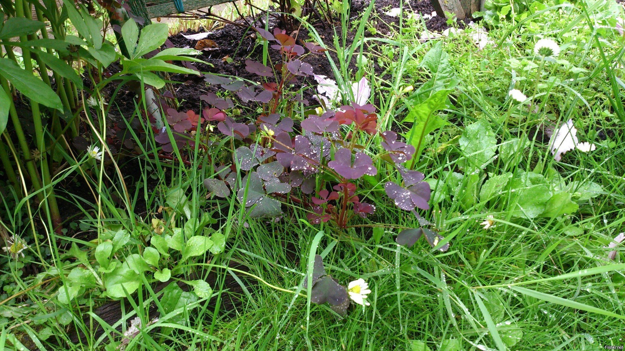 Утренняя роса