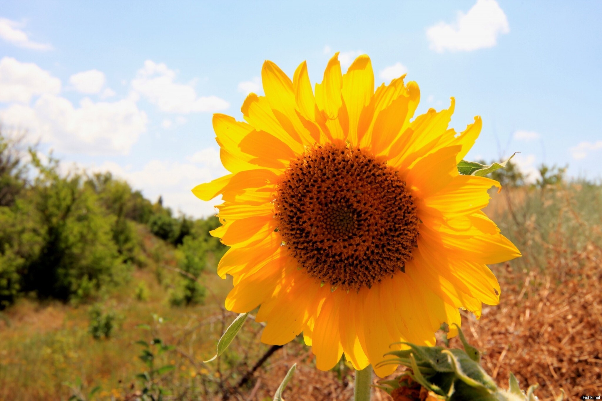 под Луганском